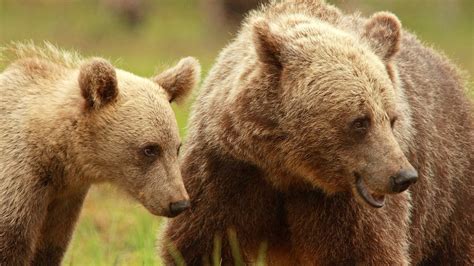 hur länge stannar björnungar hos sin mamma